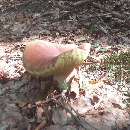 Admi - Domek Caloroczny Krasnobród Zewnętrze zdjęcie